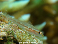 Ghost goby by Cigdem Cooper 